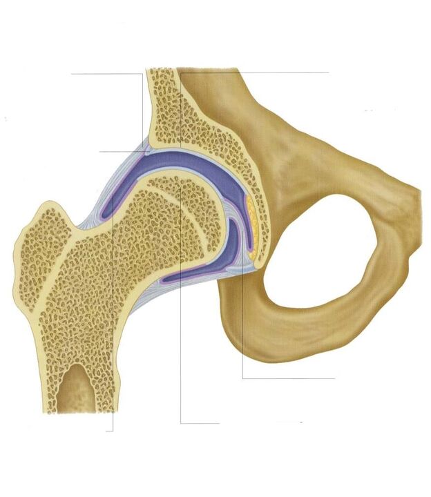 articolazione dell'anca in sezione