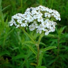 Achillea per l'artrosi